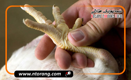 علت درماتیت پا در طیور چیست؟